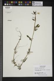 Attēlu rezultāti vaicājumam “Batrachium circinatum flower”