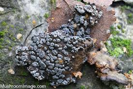 Attēlu rezultāti vaicājumam “Physarum straminipes”