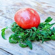 Afbeeldingsresultaat voor stump of the world tomato