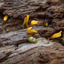 Attēlu rezultāti vaicājumam “Calocera pallidospathulata”