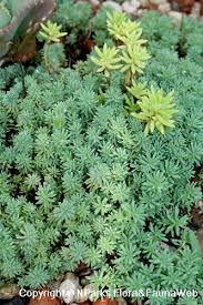 Attēlu rezultāti vaicājumam “Sedum sexangulare leaf”