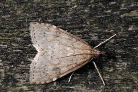 Attēlu rezultāti vaicājumam “Udea prunalis”