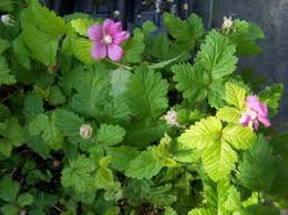 Attēlu rezultāti vaicājumam “Rubus arcticus”