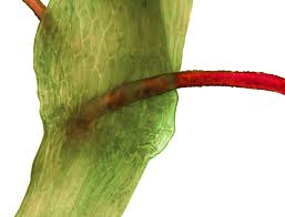 Attēlu rezultāti vaicājumam “Platydictya jungermannioides”