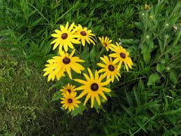 Attēlu rezultāti vaicājumam “Rudbeckia hirta var. pulcherrima flower”