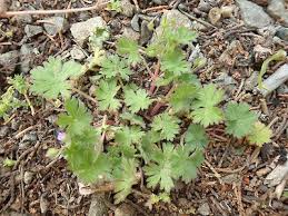 Attēlu rezultāti vaicājumam “Geranium pusillum leaf”