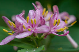 Attēlu rezultāti vaicājumam “Lonicera tatarica bud”