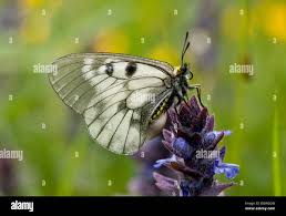 Attēlu rezultāti vaicājumam “Parnassius mnemosyne”