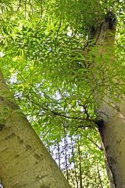 Attēlu rezultāti vaicājumam “Fagus sylvatica fo. laciniata leaf”