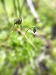 Attēlu rezultāti vaicājumam “Plagiomnium medium”