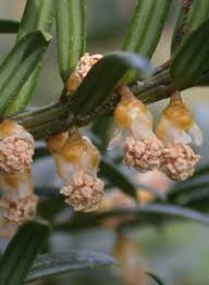 Attēlu rezultāti vaicājumam “Taxus baccata male flower”