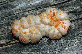 Attēlu rezultāti vaicājumam “Lycogala sp.”