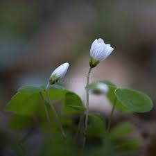 Attēlu rezultāti vaicājumam “Oxalis acetosella flower”