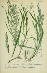 Attēlu rezultāti vaicājumam “Glyceria fluitans”