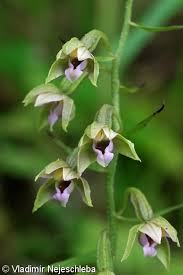 Attēlu rezultāti vaicājumam “Epipactis helleborine”