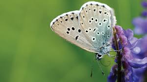 Attēlu rezultāti vaicājumam “Maculinea alcon eggs”