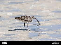 Attēlu rezultāti vaicājumam “Numenius phaeopus adult”