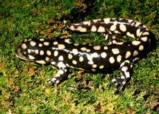 Attēlu rezultāti vaicājumam “Diderma tigrinum”