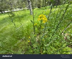 Attēlu rezultāti vaicājumam “Sisymbrium loeselii flower”