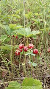 Attēlu rezultāti vaicājumam “Fragaria viridis fruit”