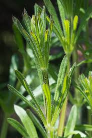 Image result for Galium aparine