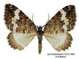 Attēlu rezultāti vaicājumam “Perizoma affinitata”