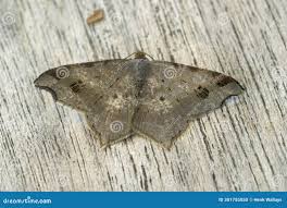 Attēlu rezultāti vaicājumam “Macaria notata”