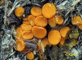 Attēlu rezultāti vaicājumam “Cheilymenia stercorea”