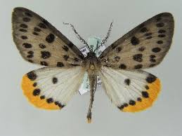 Attēlu rezultāti vaicājumam “Arichanna melanaria”