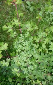 Attēlu rezultāti vaicājumam “Acer campestre flower”