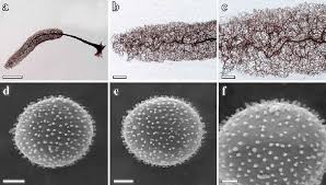 Attēlu rezultāti vaicājumam “Hemitrichia leiotricha stalked”