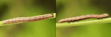 Attēlu rezultāti vaicājumam “Euclidia glyphica”