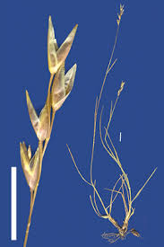 Attēlu rezultāti vaicājumam “Danthonia decumbens”