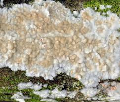 Attēlu rezultāti vaicājumam “Cylindrobasidium evolvens”