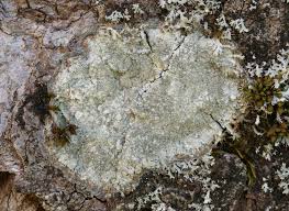 Attēlu rezultāti vaicājumam “Pertusaria coccodes”