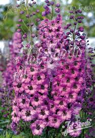 Attēlu rezultāti vaicājumam “Delphinium elatum”