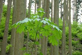 Attēlu rezultāti vaicājumam “Kalopanax septemlobus”