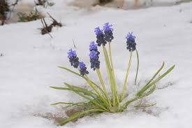 Attēlu rezultāti vaicājumam “Muscari neglectum”
