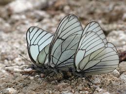 Attēlu rezultāti vaicājumam “Aporia crataegi female”