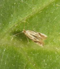 Attēlu rezultāti vaicājumam “Bucculatrix rhamniella”