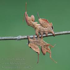 Attēlu rezultāti vaicājumam “Stauropus fagi”
