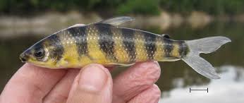 Attēlu rezultāti vaicājumam “Inonotus leporinus”