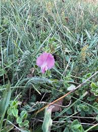 Attēlu rezultāti vaicājumam “Ononis arvensis leaf”