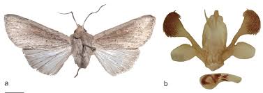 Attēlu rezultāti vaicājumam “Mythimna sp.”