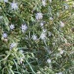 Attēlu rezultāti vaicājumam “Spergularia marina flower”