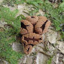 Attēlu rezultāti vaicājumam “Encoelia furfuracea”