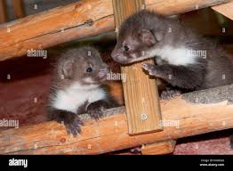 Attēlu rezultāti vaicājumam “Martes foina”