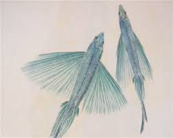 「魚拓」的圖片搜尋結果