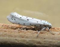 Attēlu rezultāti vaicājumam “Yponomeuta malinellus / cagnagella”