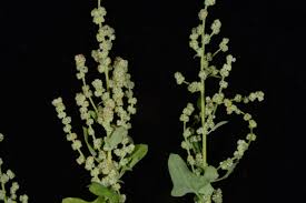 Attēlu rezultāti vaicājumam “Chenopodiaceae”